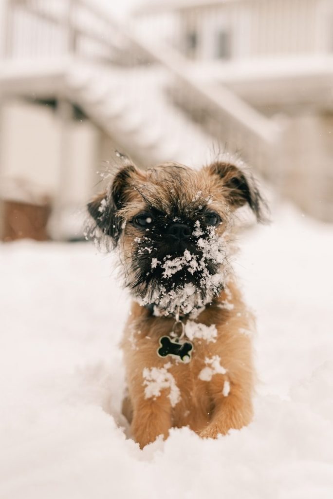 A small dog covered in snow sits outside.